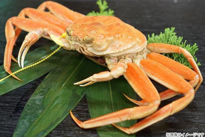 ≪☆送料無料☆超希少!浜ゆで冷凍!食通にも大人気のせいこがに「福井県若狭湾産 越前ガニ」≫サムネイル